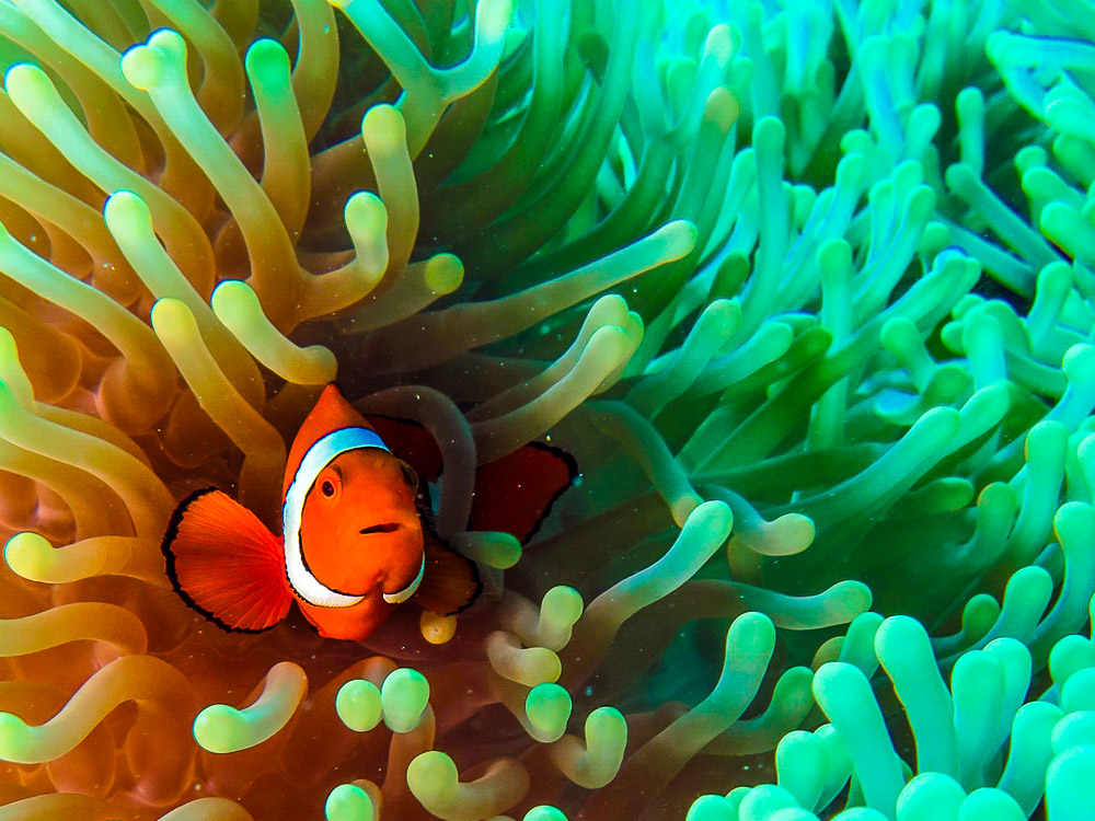 Nemo Finds Himself