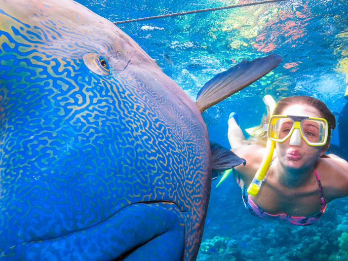 Free Diving With a Maori Wrasse