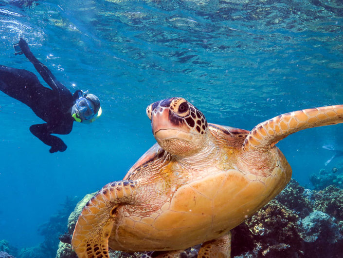 Snorkeling With Turtles