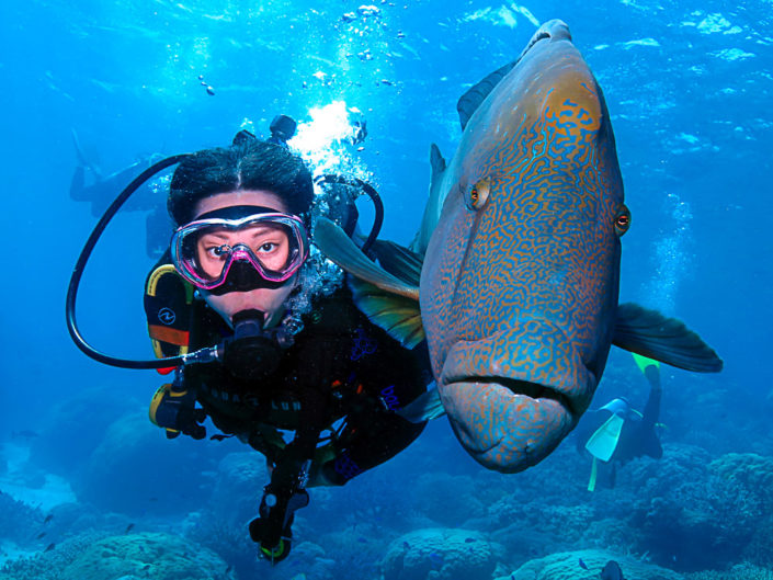 Diving With Maori Wrasse