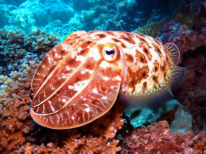 Trippin' Cuttlefish