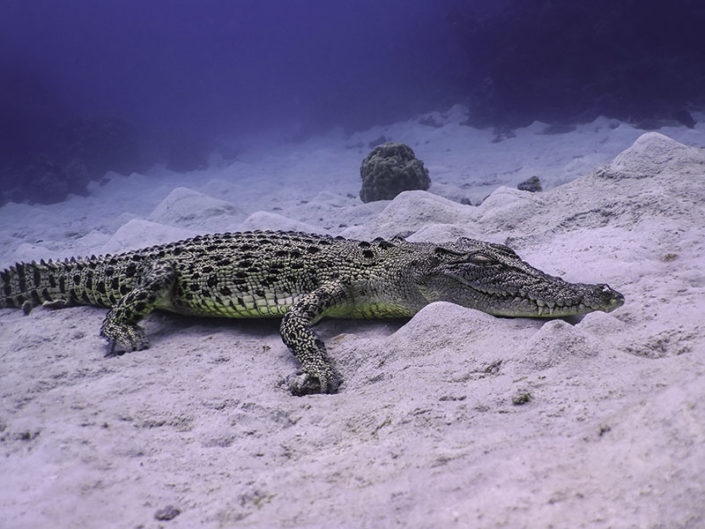 The Impossible Dive With a Crocodile