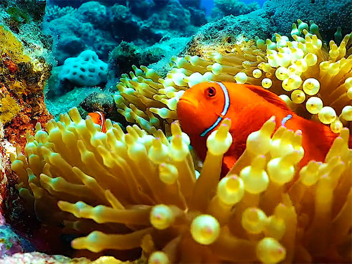 Finding the Wonders of the Great Barrier Reef